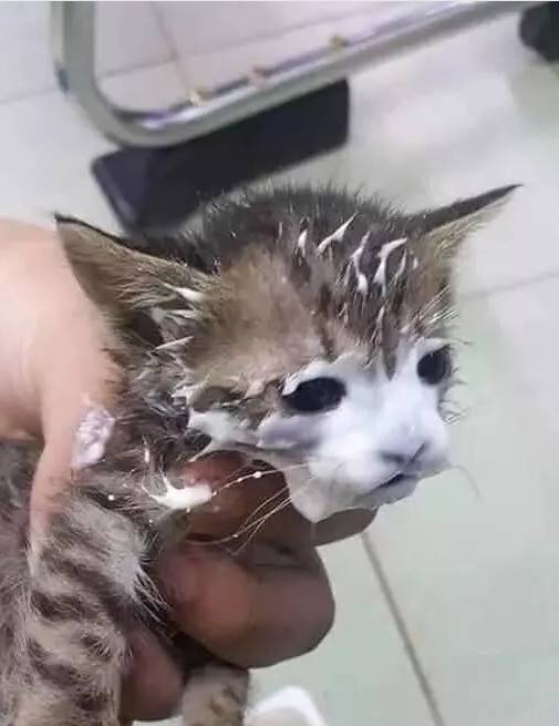 铲屎官给猫咪开了个酸奶,过一会再回来看,结果猫成了这样..这酸奶面膜,从小就开始保养肌肤,哪天你不要我了,靠颜值找下家去