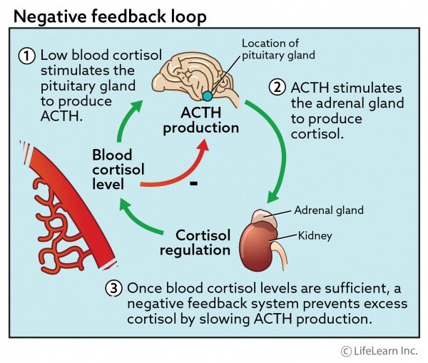ACTH 刺激试验与 LDDS:谁是最佳的肾上腺功能检查方式
