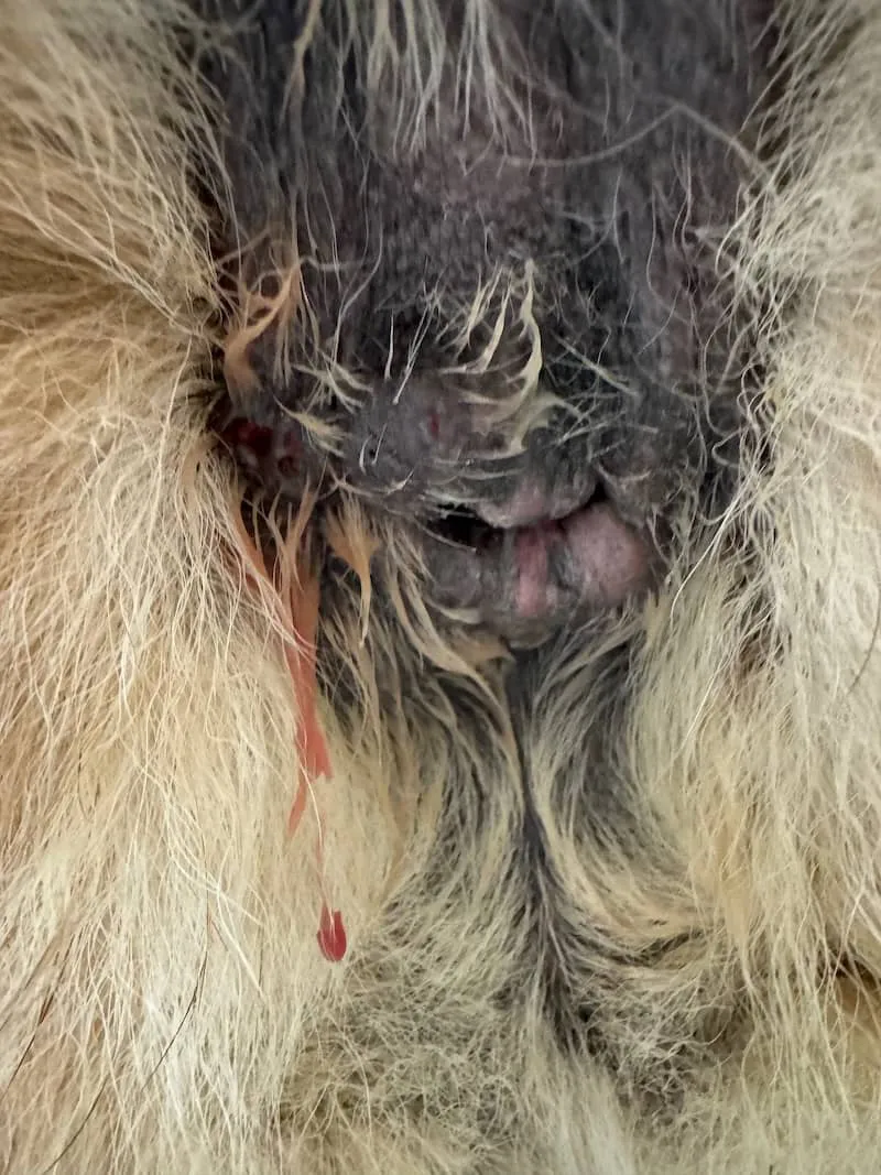 了解狗狗疖病：症状、类型及治疗指南