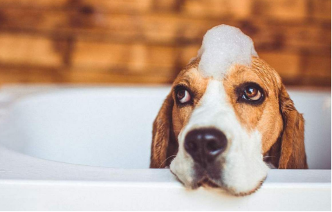 正确的狗狗洗澡姿势来啦!快给你家的毛孩子“翻翻新”~