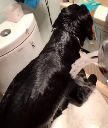 主人给黑狗洗澡,当水打湿狗狗全身上下,流出去的水使他奔溃!