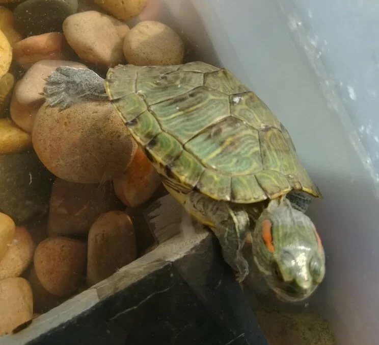 乌龟感冒和肺炎该怎么办？分享下省心稳妥的处理方法