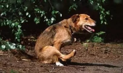 狗狗为什么会蹭屁股?原因有三千万别忽视