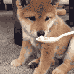 正确的狗狗洗澡姿势来啦!快给你家的毛孩子“翻翻新”~