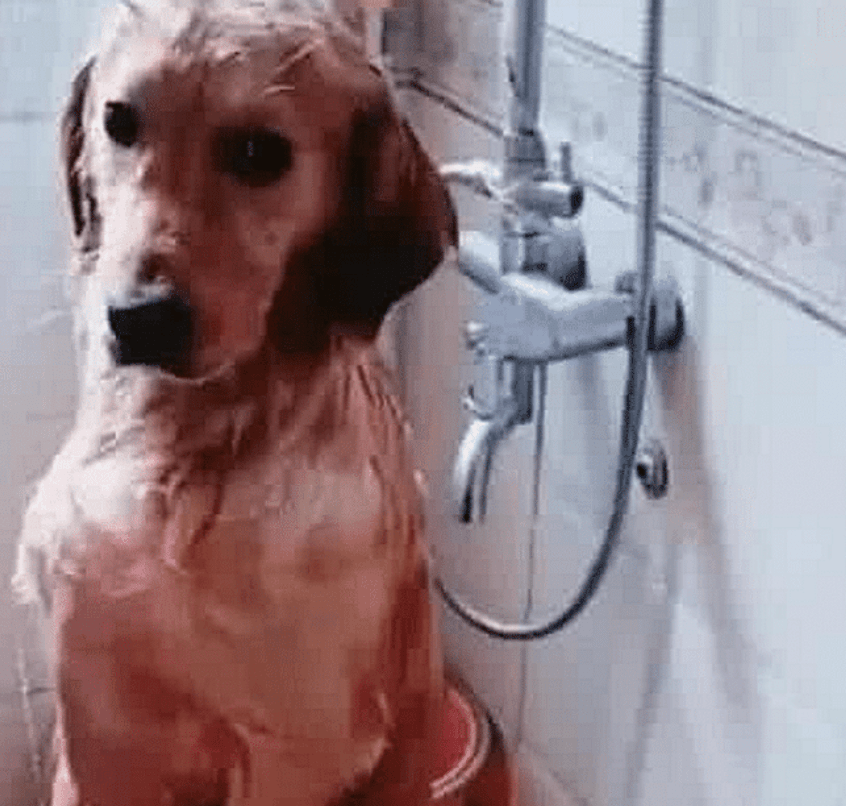 主人给金毛洗澡,洗到一半有急事出门,半个小时回来后看蒙圈了