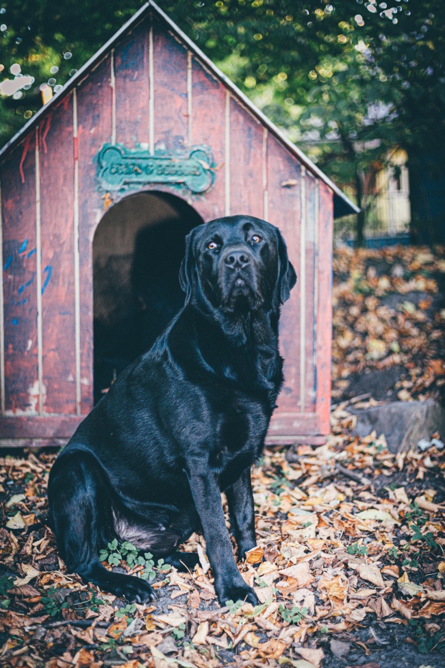 纯黑拉布拉多猎犬图片