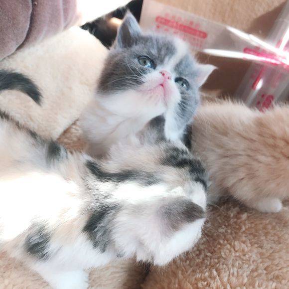 看到都要萌哭了的加菲猫