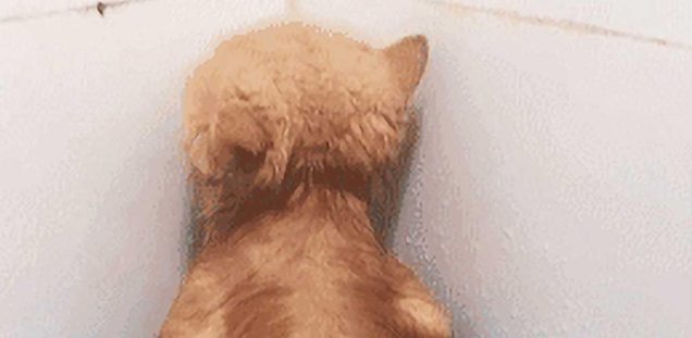 主人帮猫洗澡时不小心把它弄痛,随后它的一个举动,让人瞬间笑喷