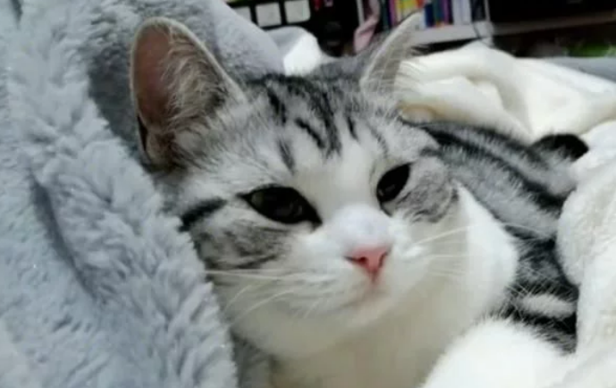 猫咪在外洗澡突然抽搐死亡,女子索赔5000元:全程尖叫为什么还洗