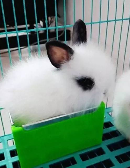 一群淘气的小家伙，简直是又爱又恨！