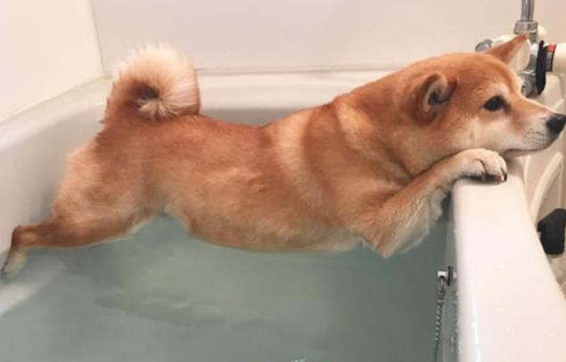 狗狗为何这么抗拒洗澡?学习这些,狗狗从此爱上洗澡