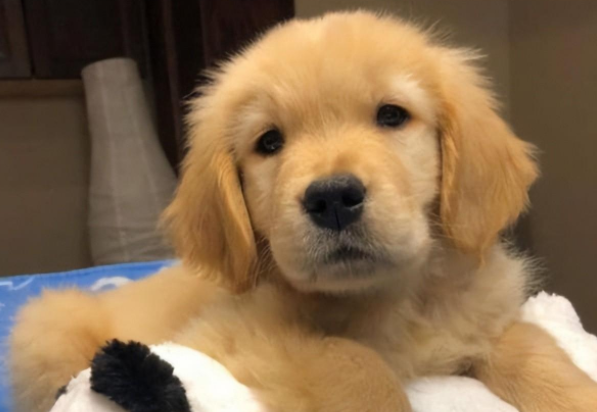 金毛给自己放水洗澡,洗到一半意外发生了,铲屎官笑得直跺脚