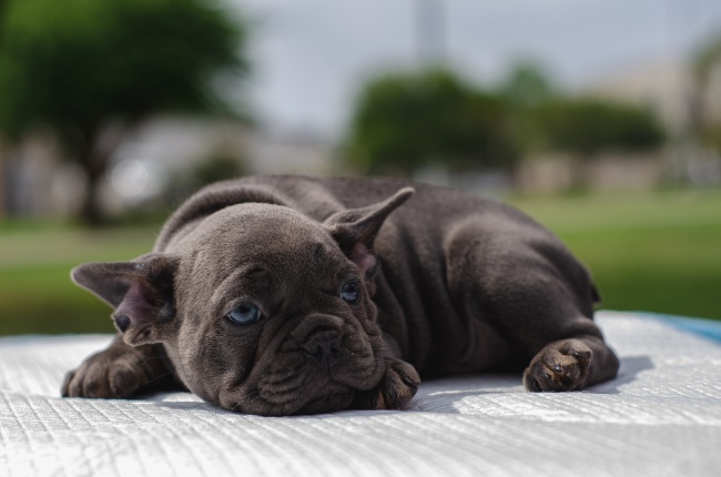 黑色可爱斗牛犬图片