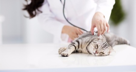 宠物发烧的 5 大常见原因