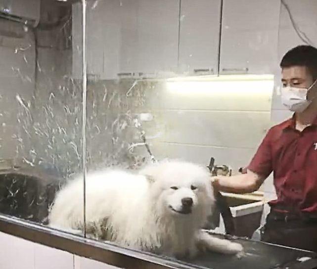 铲屎官带着萨摩耶去洗澡, 吹毛的时候突然感受到了一阵恶寒