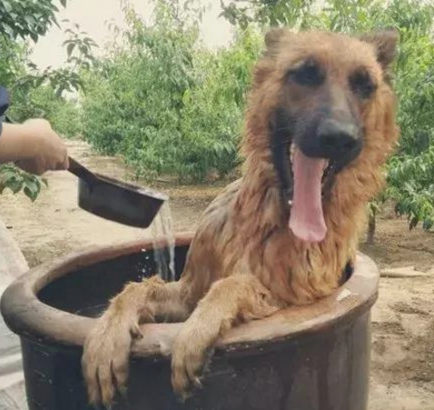 给德牧洗澡小狗高兴得像个两百斤的小孩直至主人往水中投料时微笑逐渐超级变态