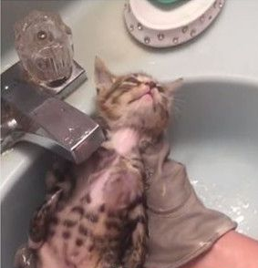 猫咪洗澡超哀怨 竟摆出一张生无可恋的脸