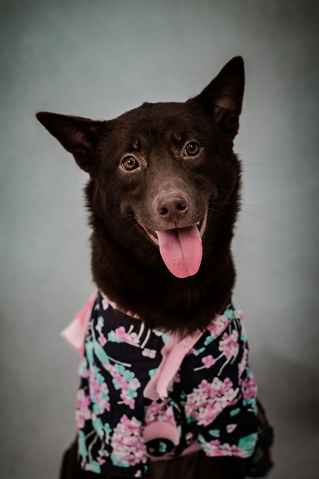可爱小黑犬宠物写真图片