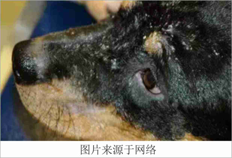 狗狗常见的皮肤病及治疗方法（含狗狗常见皮肤病图片）