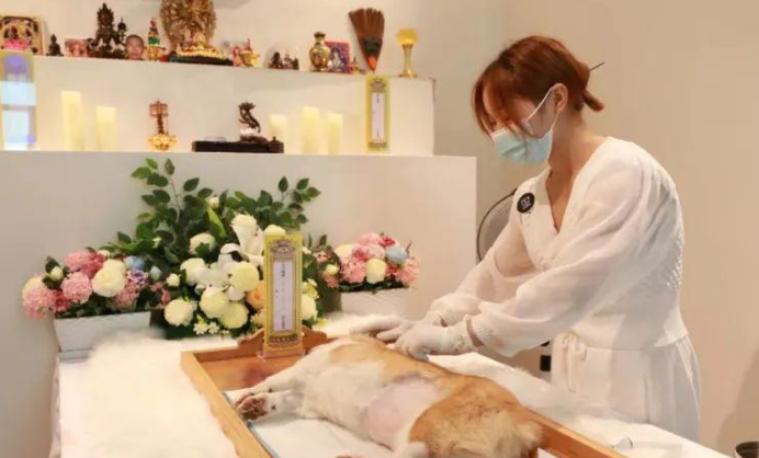 宠物殡葬“无证经营”成常态，监管仍存哪些灰色地带？