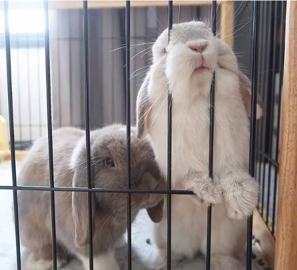 可爱加倍!两只垂耳兔形影不离的两只兔~