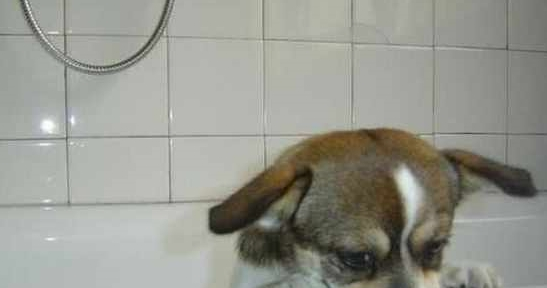 小奶狗拒绝洗澡,主人假装生闷气,下一秒狗的动作太可爱了