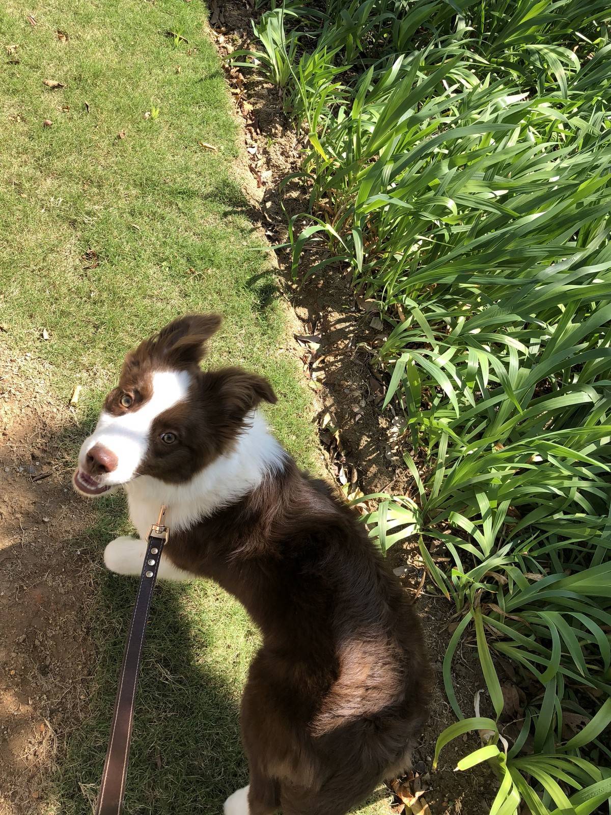 边境牧羊犬(Border Collie)原产于苏格兰边境