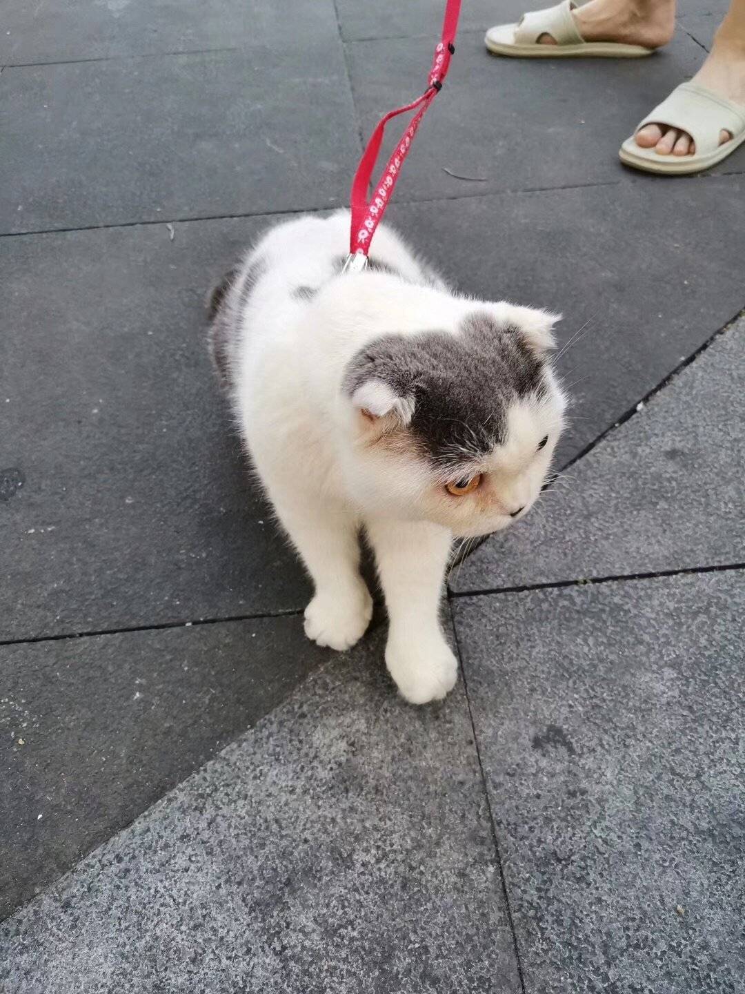 这肥猫不知吃了多少老鼠居然那么肥?