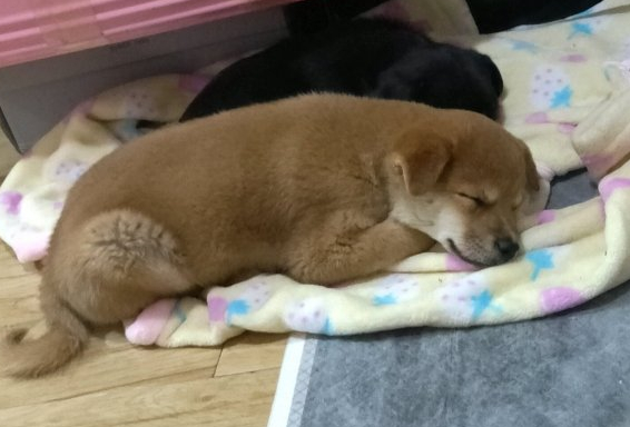 柴犬趴在地上入睡,忽然被抱去洗澡,洗好在主人怀中又睡了