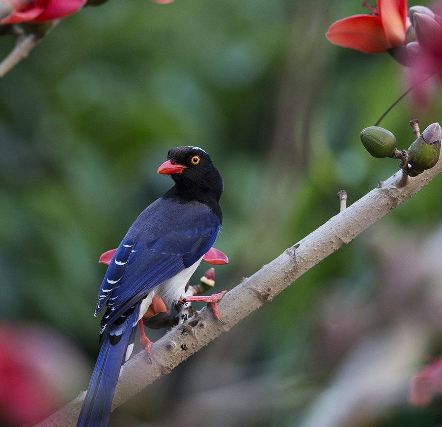 红嘴蓝鹊