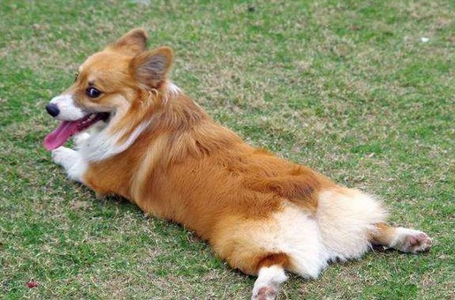 狗狗为什么会蹭屁股?原因有三千万别忽视