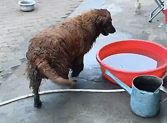 金毛在外面玩了一身泥，回家后主动坐进盆里要洗澡，还挺自觉的？