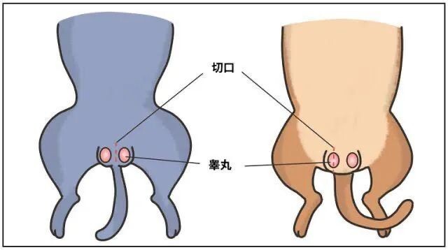 宠物发情喂避孕药可以吗?这些后果需要考虑