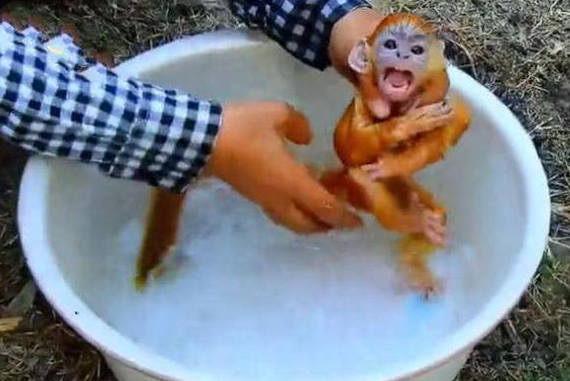 主人给小猴子洗澡,猴子以为溺水了,接下来它的举动让人笑喷!