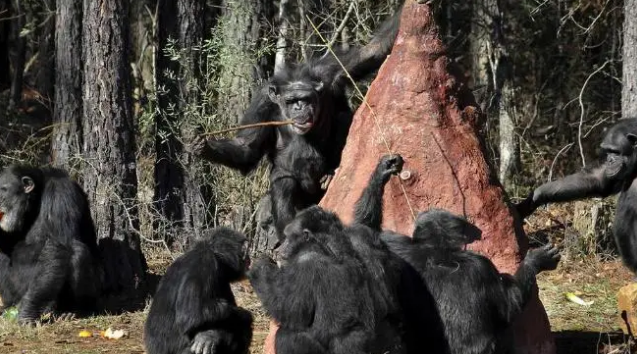 59岁黑猩猩拒绝进食，直到听到了熟悉的声音后，奇迹居然发生了