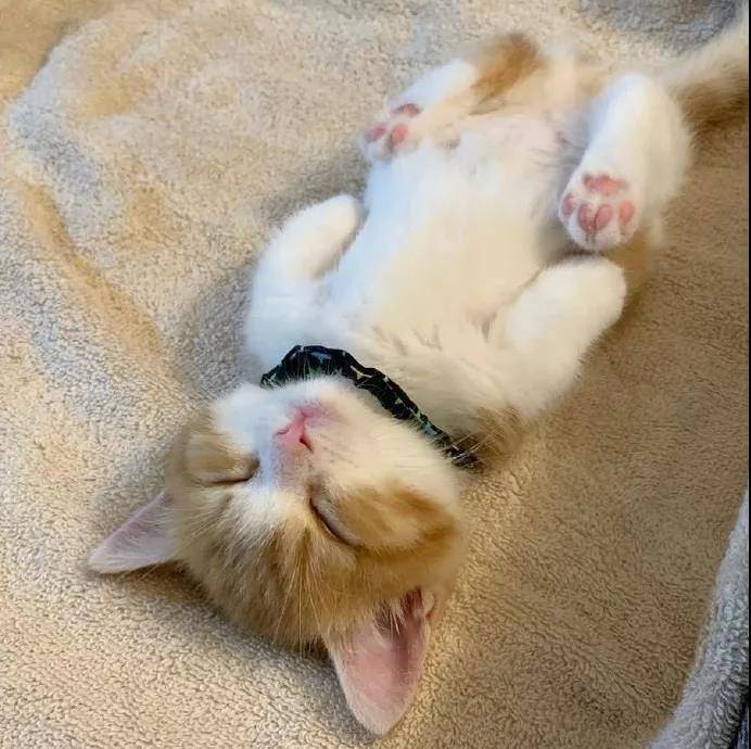 这只叫茶太的猫真是乖巧又可爱。看它睡觉的样子我能看一整天