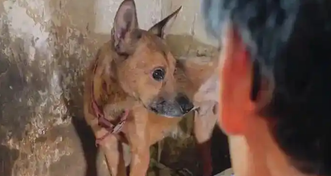 重庆一独居老人去世多日,小狗守在家中瘦成皮包骨