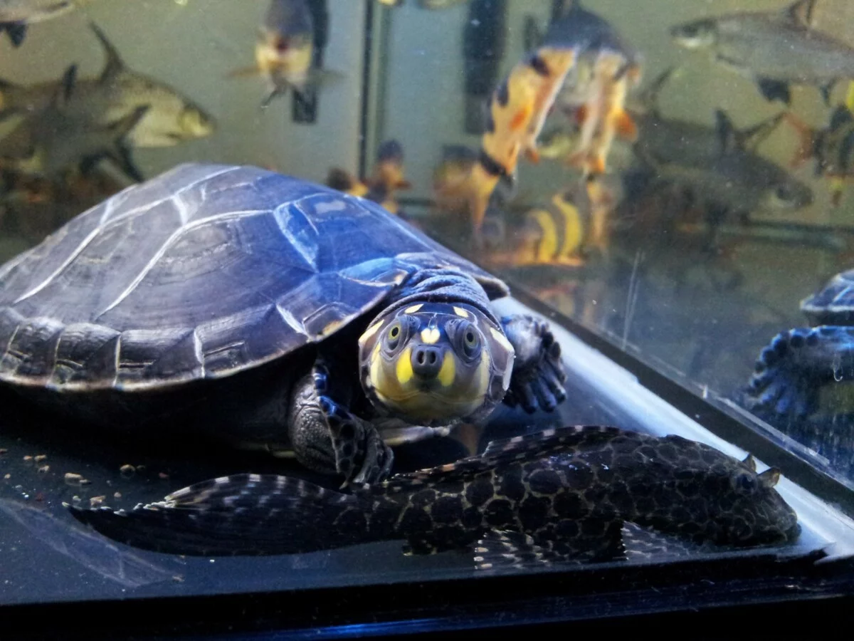 龟浮水四肢无法收缩是怎么回事？可以试试这么操作