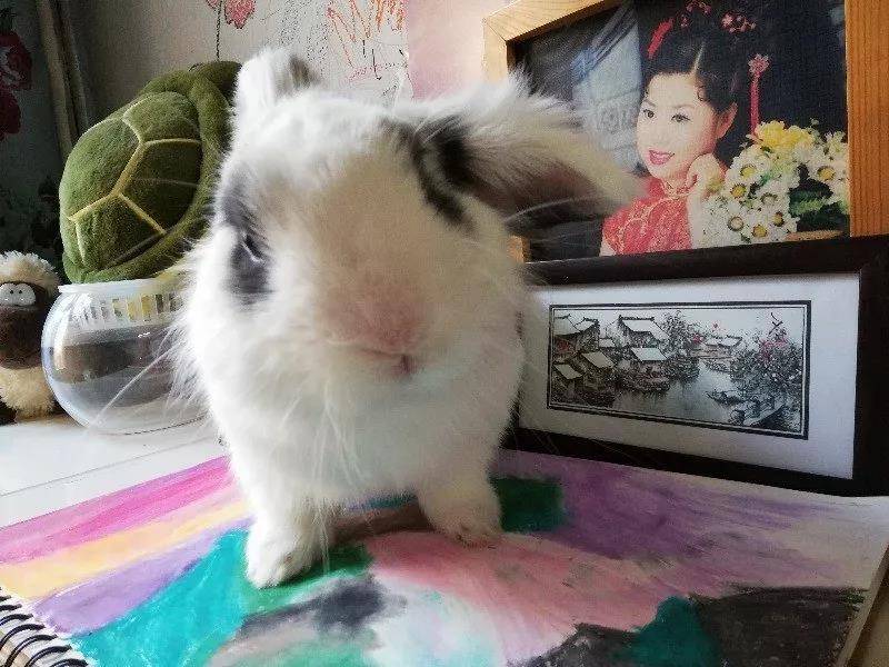 小兔子有点萌哈哈哈哈哈哈