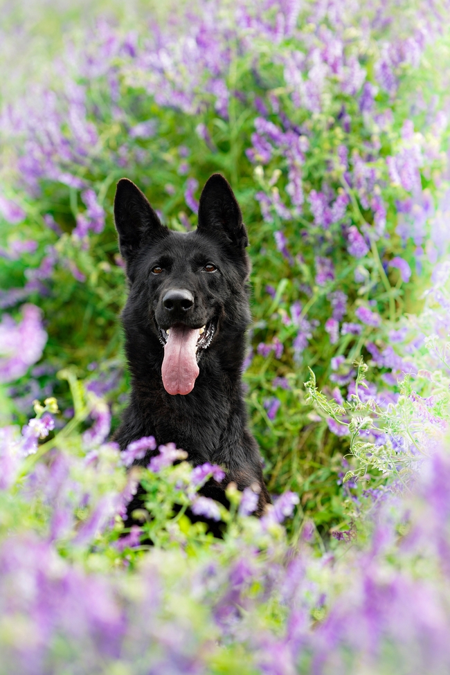 花草丛黑色德国牧羊犬图片