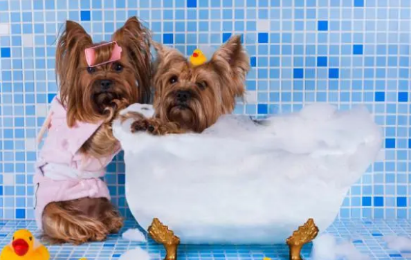 如何给狗狗选择沐浴露?来看这篇文章
