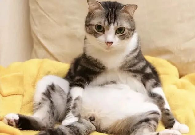 宠物发情喂避孕药可以吗?这些后果需要考虑