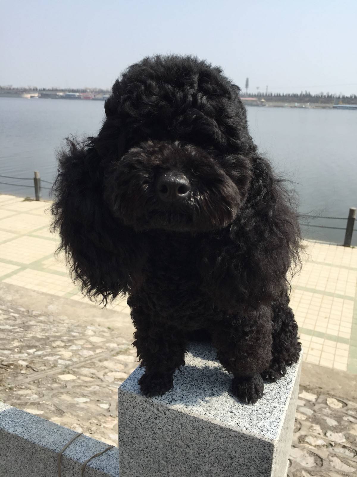 泰迪 阳光明媚,和麻麻出来晒太阳啦