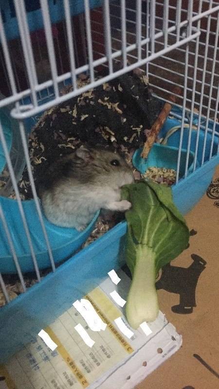 一直靠卖萌取胜的仓鼠,