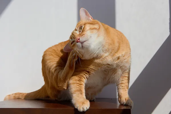 猫咪过敏症状与治疗：了解猫的过敏反应