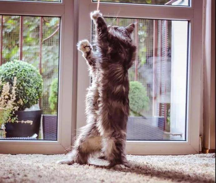 逗猫棒就像一把神奇的钥匙,总能帮你解锁猫咪的新舞姿……