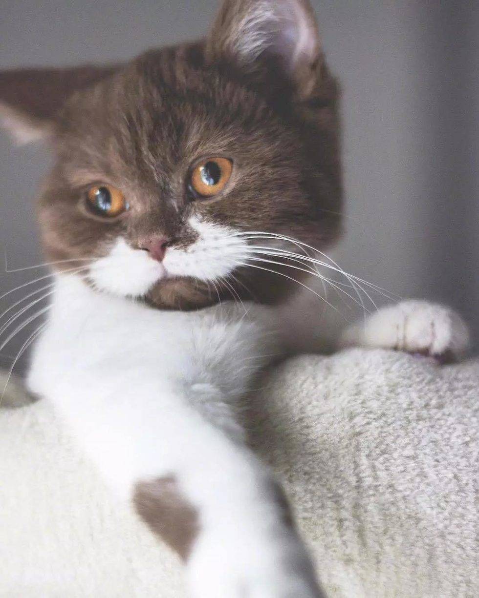 喝完牛奶变成了可爱的小胡子