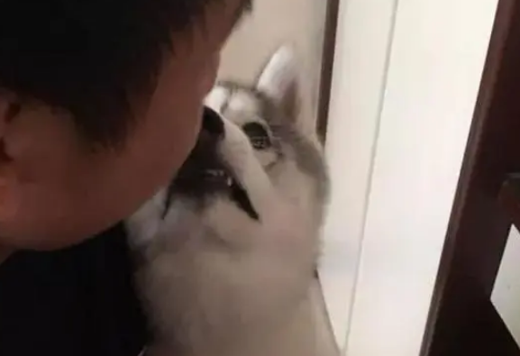 哈士奇想吃宠主的零食,跑过去撒娇抱大腿,见没搭理它立马就翻脸