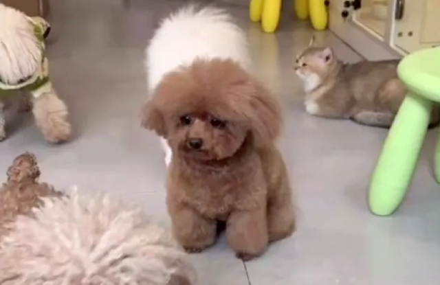 送狗狗去宠物店洗澡，它委屈坏了：麻麻怎么还不来接我