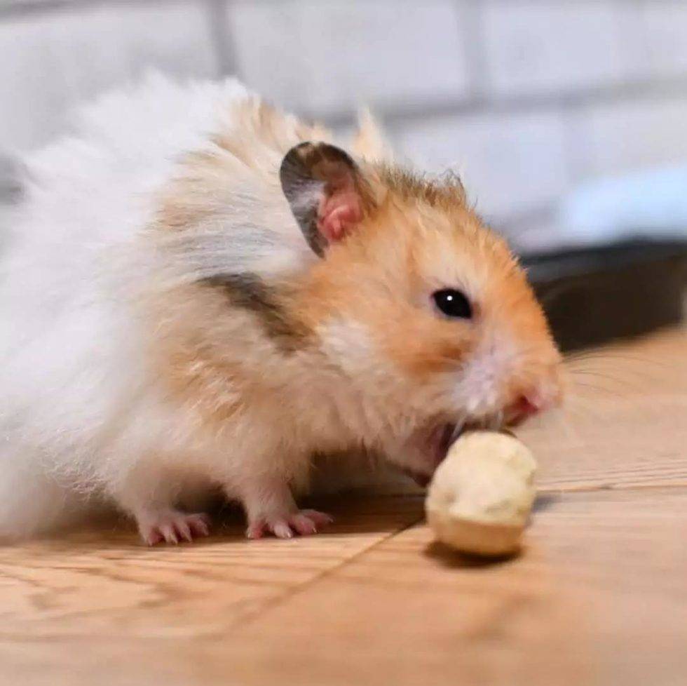 这是一场仓鼠与花生的决斗！